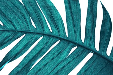 Beyaz arkaplanda izole edilmiş tropikal yapraklar