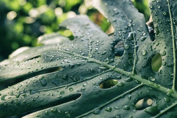 Water Druppels Tropisch Blad Monstera Gebladerte Het Regenwoud Zuiverheid Natuur — Stockfoto