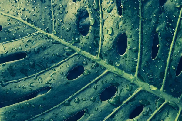 热带叶上的水滴 热带雨林中的季风叶 纯净的自然背景 — 图库照片