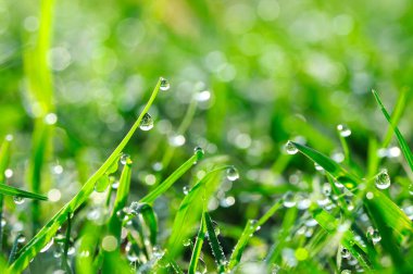 Sabah yeşil çimenlere çiy damlaları düşer, saf doğa arka planı