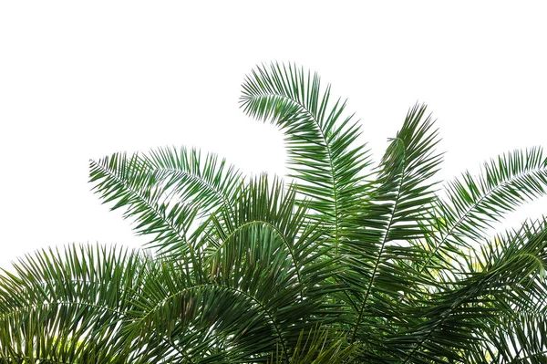 Folhas Palma Tropicais Isoladas Sobre Fundo Branco — Fotografia de Stock