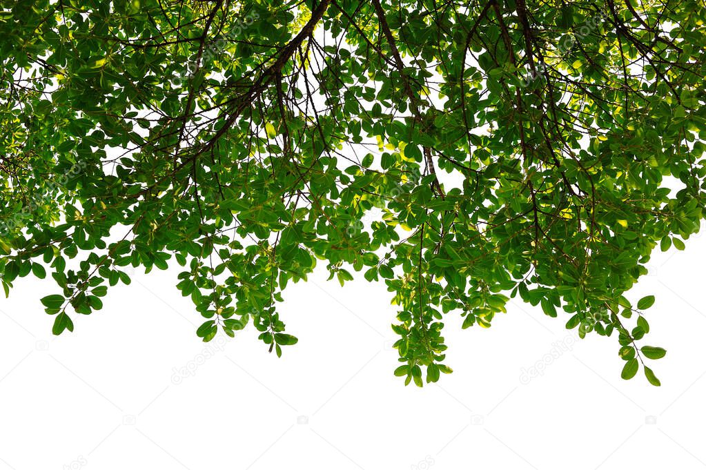 Branch green leaves isolated on white background