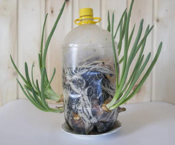 Plastik bir şişenin pencere eşiğinde yeşil soğan yetiştiriyor. Taze soğan. İlkbahar geldi. Pencere kenarındaki bahçe..