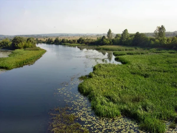 Wide river in the late morning. In the middle of the river is a large island covered with green trees. The surface of the river along the banks was overgrown with dense water vegetation. In the distance, you can see meadows and fields.