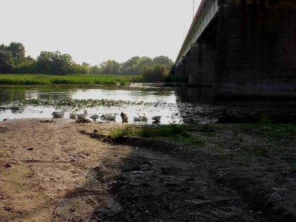 Weiße Gänse Waschen Sich Frühen Sommermorgen Sandigen Ufer Des Flusses — Stockfoto