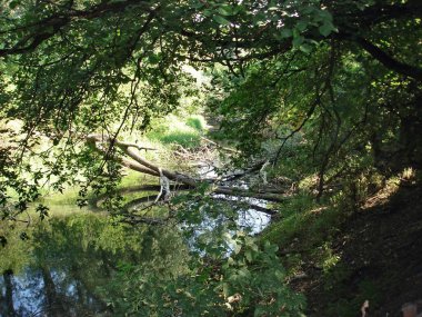 Sıcak bir yaz gününde ağaçların yoğun yeşilliğinde bir orman deresi sessizce akar. Derenin hafif eğimli kıyıları uzun otlarla kaplıdır. Nehrin dibi kumlu. Kurumuş ağaçlar derenin kanalını tıkıyor. Genç ağaçlar.