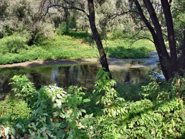 Sıcak bir yaz gününde ağaçların yoğun yeşilliğinde bir orman deresi sessizce akar. Derenin hafif eğimli kıyıları uzun otlarla kaplıdır. Nehrin dibi kumlu. Genç ağaçlar suyun üzerine eğildi..
