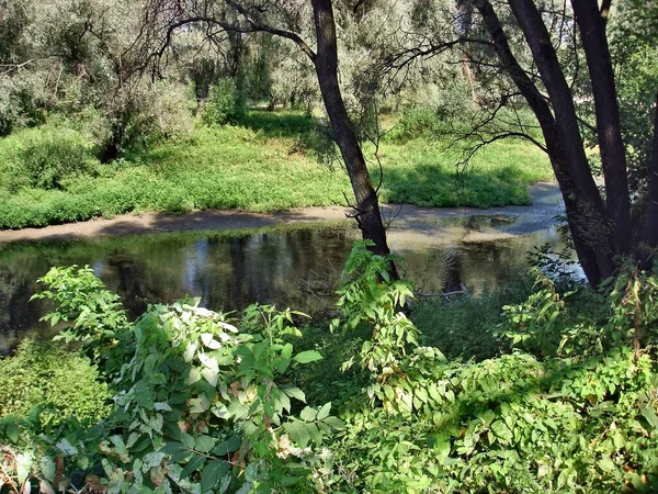 Ruisseau Forestier Coule Tranquillement Dans Végétation Dense Des Arbres Par — Photo