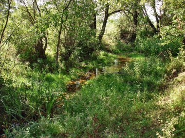 Orta Rusya tepesinde bir göletin barajı Yazın yalnız bir ağaçla.