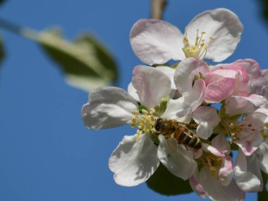Çiçek açan beyaz çiçekleri ve pembe tomurcukları olan çiçek açan bir elma ağacının harika manzarası. Bir bal arısı güzel bir elma çiçeğinin üzerinde oturur..