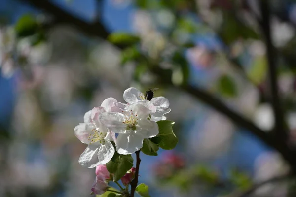Прекрасный Вид Цветущую Ветку Яблони Цветущими Белыми Цветами Нежными Розовыми — стоковое фото