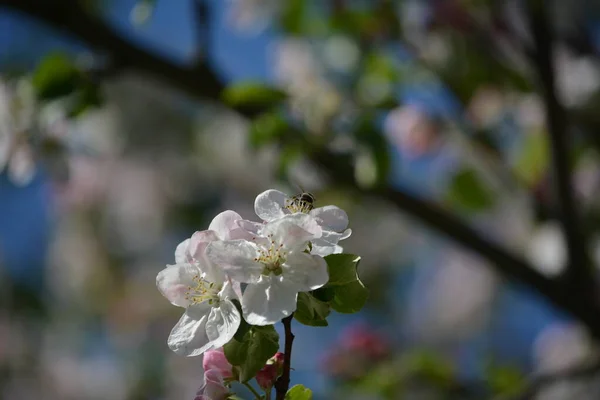 Een Prachtig Uitzicht Een Bloeiende Apple Boomtak Met Bloeiende Witte — Stockfoto