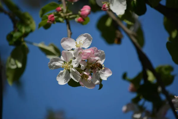 Wonderful View Blooming Apple Tree Branch Blooming White Flowers Delicate — Stock Photo, Image