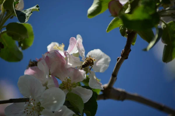 Een Prachtig Uitzicht Een Bloeiende Apple Boomtak Met Bloeiende Witte — Stockfoto