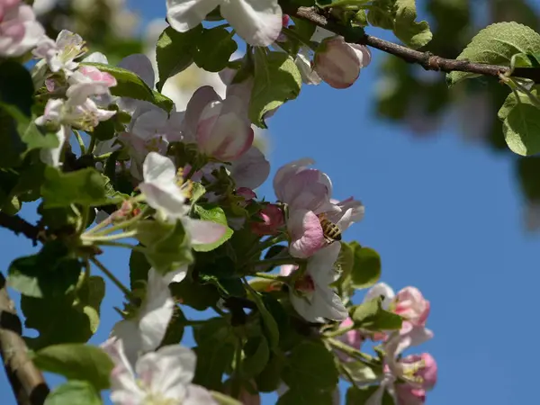 Een Prachtig Uitzicht Een Bloeiende Apple Boomtak Met Bloeiende Witte — Stockfoto