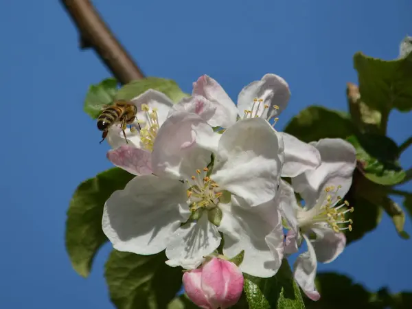 Een Prachtig Uitzicht Een Bloeiende Apple Boomtak Met Bloeiende Witte — Stockfoto