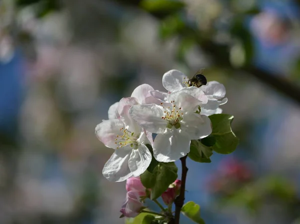 Прекрасный Вид Цветущую Ветку Яблони Цветущими Белыми Цветами Нежными Розовыми — стоковое фото