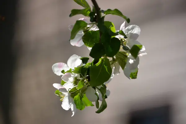 Mooie Lichtroze Appelbloesems Bloeien Het Voorjaar Boom — Stockfoto