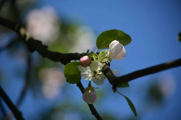 Linda Rosa Pálida Flores Maçã Florescem Árvore Primavera — Fotografia de Stock