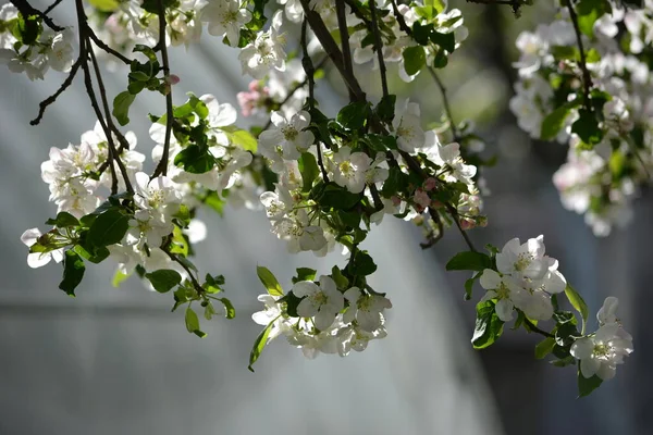 Mooie Lichtroze Appelbloesems Bloeien Het Voorjaar Boom — Stockfoto