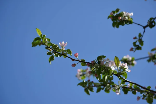 春に美しい薄桃色のリンゴの花を木に咲かせます — ストック写真