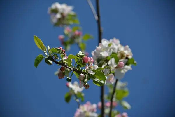 Прекрасный Бледно Розовый Цвет Яблони Цветет Дереве Весной — стоковое фото