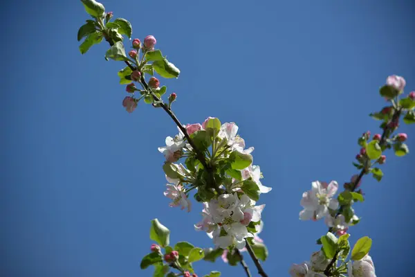 Mooie Lichtroze Appelbloesems Bloeien Het Voorjaar Boom — Stockfoto