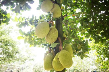 Jackfruit ağacı arka planı. Vietnam 'da meyve bahçesi. Ağaçta yetişen çiğ Asya meyvesi.