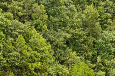 Orman manzaralı arka plan. Yeşil hava doğa dokusu. Panoramik ağaç tepesi deseni. Yukarıdan gelen orman.