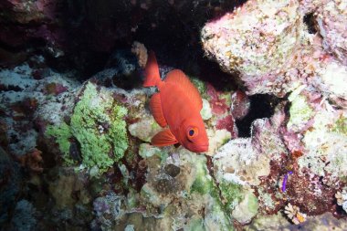 Kızıl denizde mercan ve balık