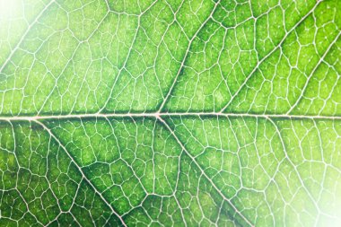 yeşil yaprak dokusu arkaplanı