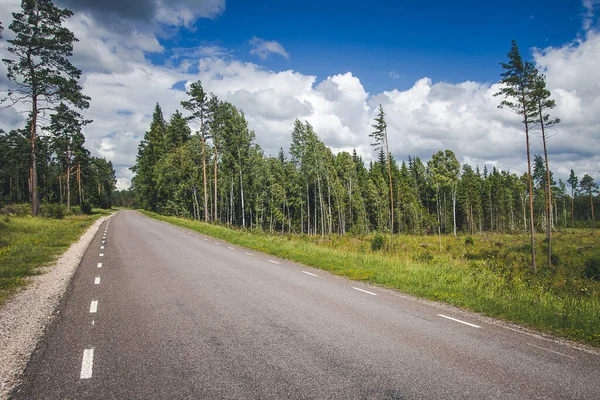 road in coniferous forest