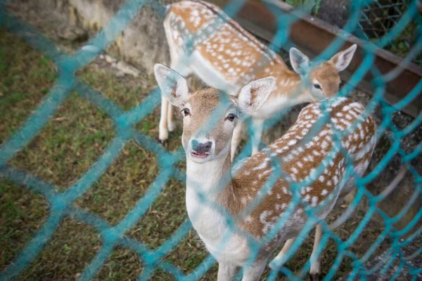 Nara Deer Park Japánban Állatok Vadon Élő Állatok Háttere — Stock Fotó