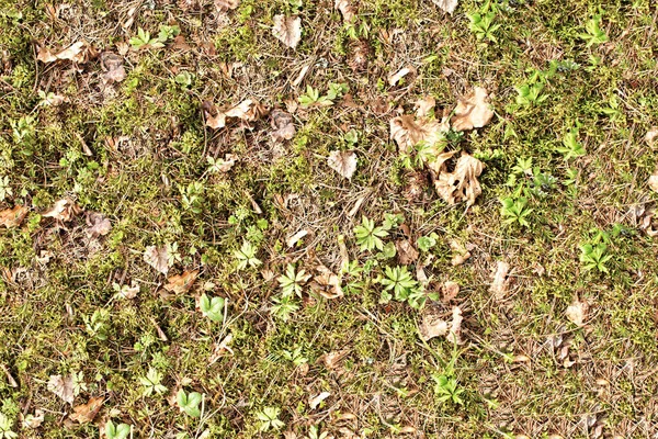 Waldboden Textur Trockener Herbst Hinterlässt Spuren Gelbes Trockenes Grasmuster — Stockfoto