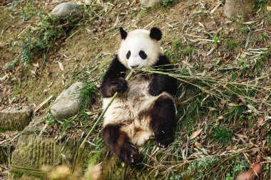Dev Panda. Mutlu hayvan yemesi. Vahşi yaşam geçmişi olan bir orman. Büyük komik panda hayvanat bahçesinde yemek yiyor. Çin 'deki dev panda üreme merkezi..