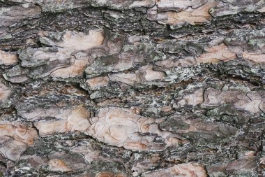 Eski ağaç kabuğu dokusu 
