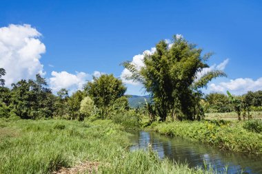 Nehirli ve yemyeşil yemyeşil bir bitki örtüsü 