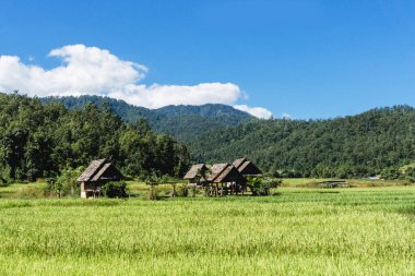 Tayland 'daki pirinç tarlası