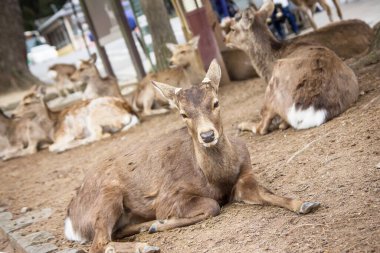 Japonya 'daki Nara Deer Park. Hayvanlar vahşi yaşam geçmişi.