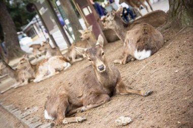 Japonya 'daki Nara Deer Park. Hayvanlar vahşi yaşam geçmişi.