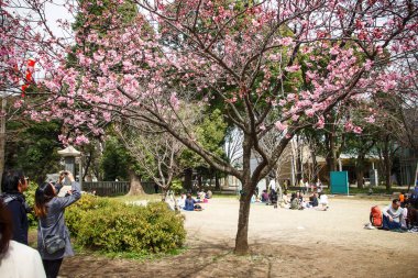 Tokyo, Japonya - 22 Mart 2016: Japonya 'da kiraz ağacı sakura olarak adlandırılır. Tokyo parkındaki turistler. Asya 'da bahar mevsimi.
