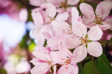 Bahçede bahar çiçekleri 