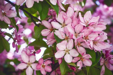 Bahçede bahar çiçekleri 