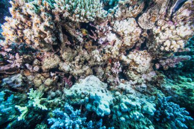Kızıl denizde mercan resifi ve balık