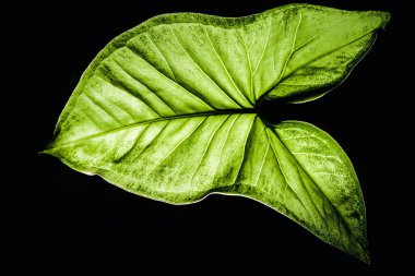 Siyah arkaplanda yeşil yaprak