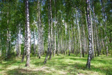 Huş ağacı orman manzarası. Doğal çevre parkı geçmişi. Beyaz kabuk dokusu. Yeşil çayır. Güneşli bir yaz günü.