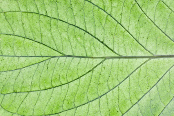 Grüne Blatt Textur Hintergrund — Stockfoto
