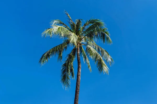 Palm tree isolated on blue. Empty copy space sky. Green leaves exotic summer background. Top part of a palm tree in Thailand.