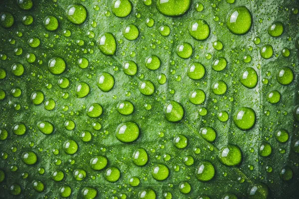 Gotas Água Folha Verde Fundo Ambiente Natural Raindrops Textura Orvalho — Fotografia de Stock