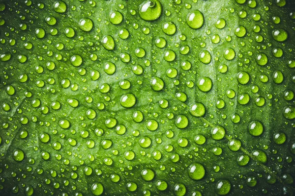 Green Leaf Water Drops — Stock Photo, Image